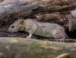 Benarkah Tikus Hewan Pendendam? Ini Fakta Ilmiahnya!